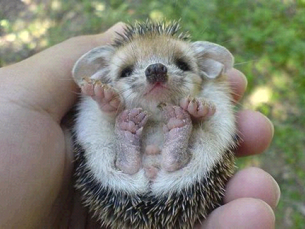 Achtung - Igel unterwegs!!